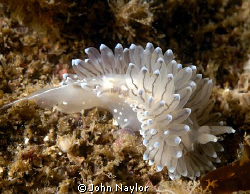 janolus cristata St.Abbs marine reserve Scotland by John Naylor 